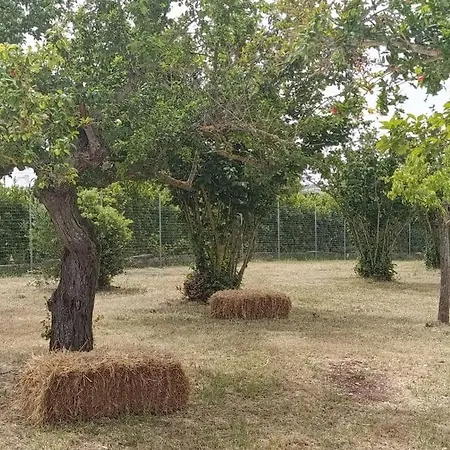 Trulli Fortunato Locorotondo